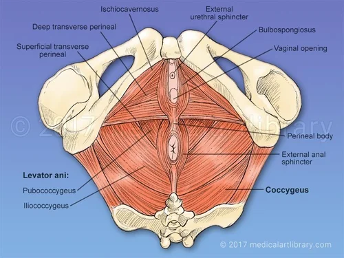 Pilates and the Pelvic Floor Muscles Movementality Education